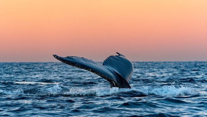24 Hour Northern Lights and Whale Watching Cruise from Tromso (3/12)