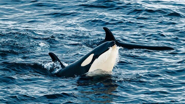 24 Hour Northern Lights and Whale Watching Cruise from Tromso (4/12)