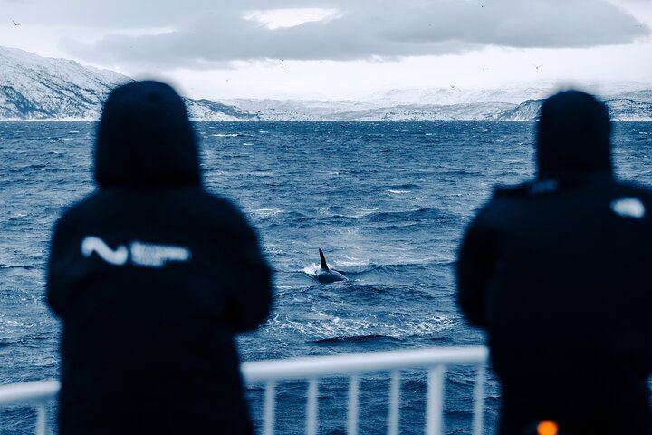 24 Hour Northern Lights and Whale Watching Cruise from Tromso (10/12)