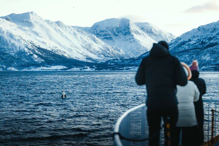 24 Hour Northern Lights and Whale Watching Cruise from Tromso (12/12)