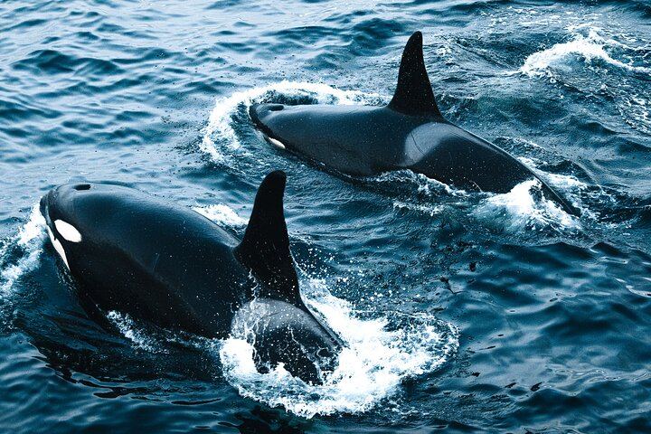 24 Hour Northern Lights and Whale Watching Cruise from Tromso (8/12)