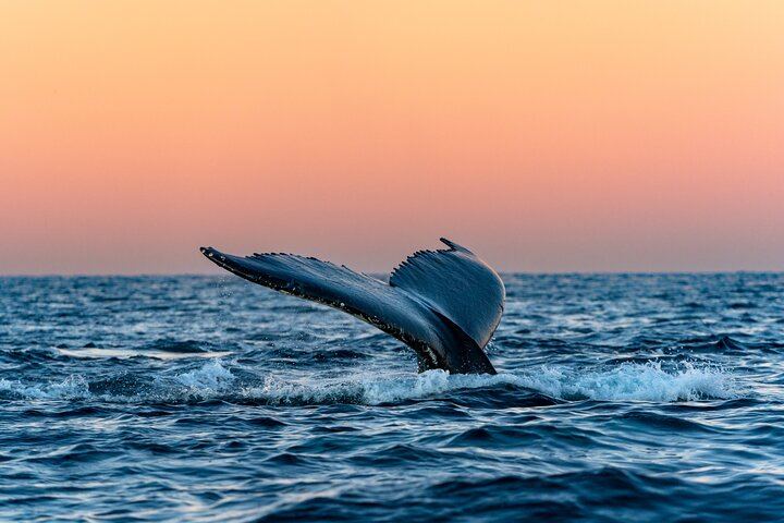 24 Hour Northern Lights and Whale Watching Cruise from Tromso (3/12)