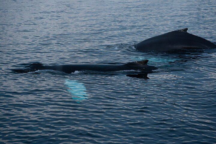 24 Hour Northern Lights and Whale Watching Cruise from Tromso (11/12)