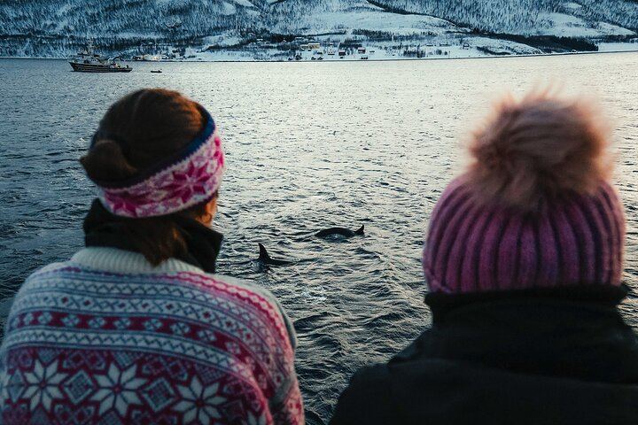 24 Hour Northern Lights and Whale Watching Cruise from Tromso (7/12)