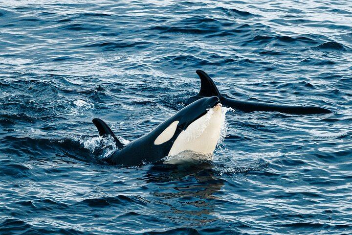 24 Hour Northern Lights and Whale Watching Cruise from Tromso (4/12)