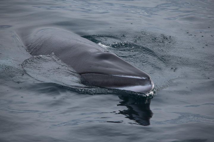 Iceland Super Saver: Northern Lights Cruise plus Whale Watching in Reykjavík (8/12)