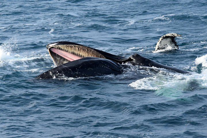 Iceland Super Saver: Northern Lights Cruise plus Whale Watching in Reykjavík (6/12)