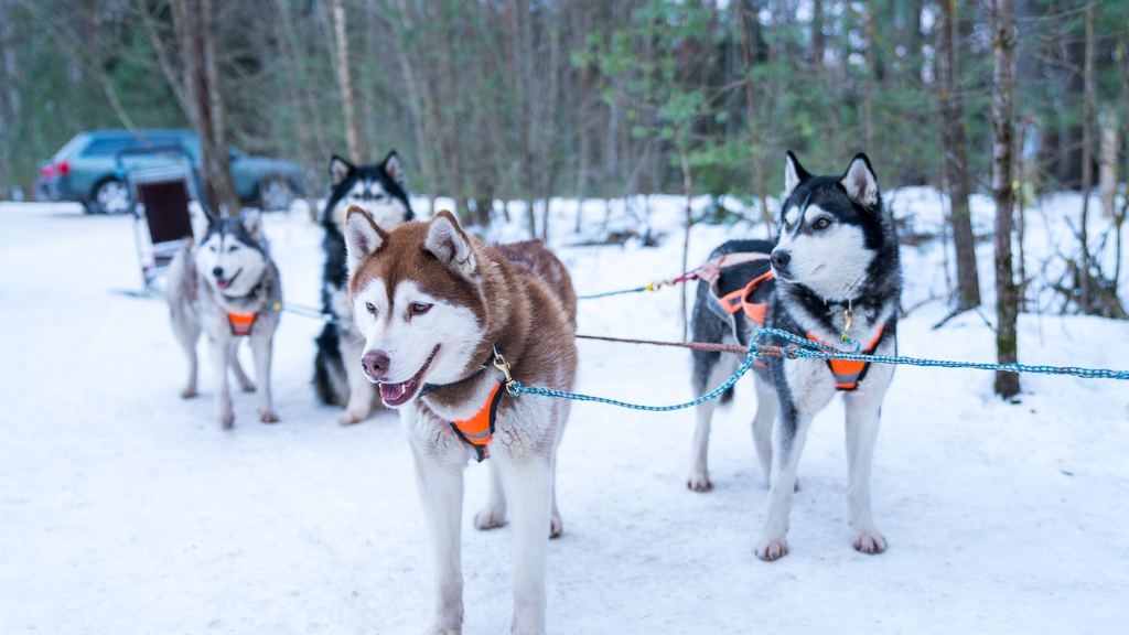 A team of huskies pulling a sled across snow