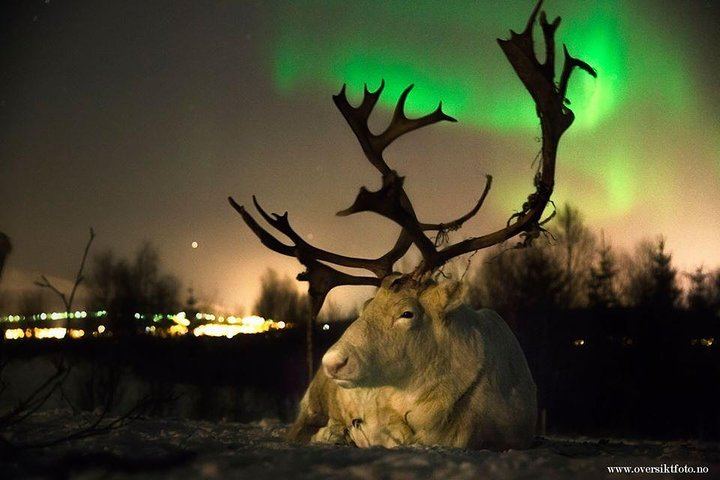 Sami Reindeer Sledding and Feeding with a Chance of Northern Lights (5/9)