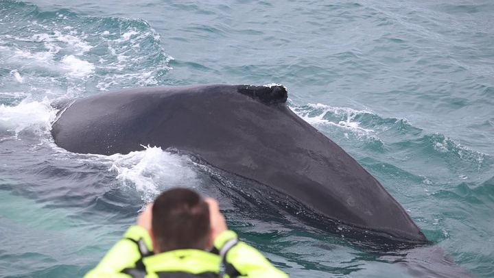 Iceland Super Saver: Northern Lights Cruise plus Whale Watching in Reykjavík (4/12)