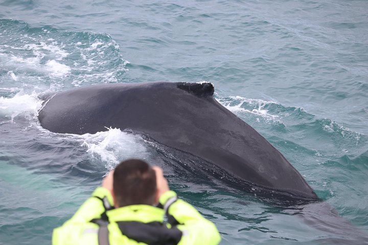 Iceland Super Saver: Northern Lights Cruise plus Whale Watching in Reykjavík (4/12)