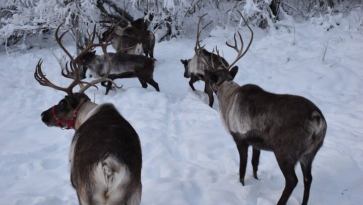 Fünf Tage Alaska im Winter: Paket inklusive Hundeschlittenfahrt und Benachrichtigungen bei Sichtung der Nordlichter (2/7)