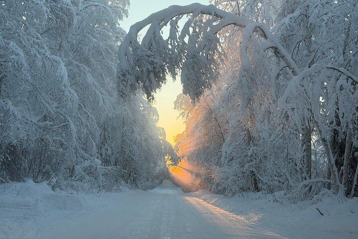 Fünf Tage Alaska im Winter: Paket inklusive Hundeschlittenfahrt und Benachrichtigungen bei Sichtung der Nordlichter (3/7)