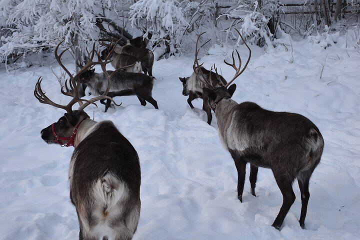 Fünf Tage Alaska im Winter: Paket inklusive Hundeschlittenfahrt und Benachrichtigungen bei Sichtung der Nordlichter (2/7)