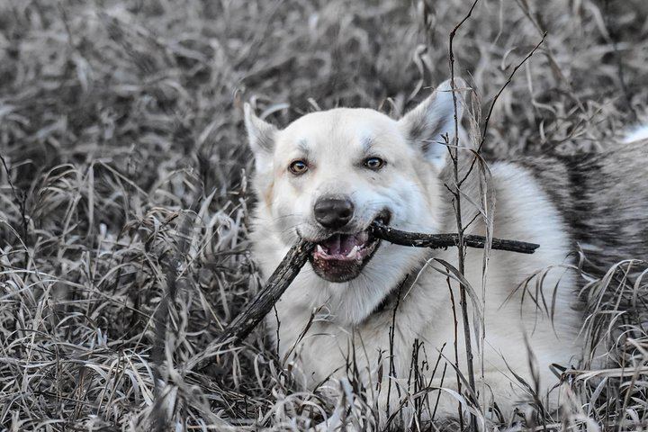 Northern Lights and Huskies at a Takhini River Dog Lodge (7/12)