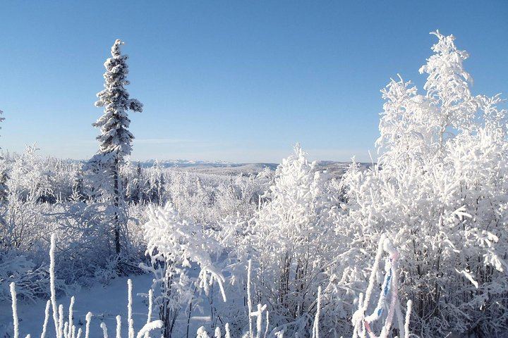 Fairbanks to the Arctic Circle Tour with Northern Lights, 12 to 14 Hours (6/12)