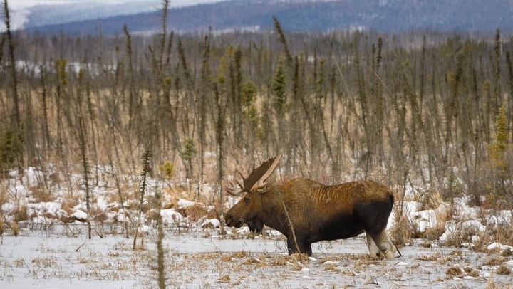 Dalton Highway Arctic Circle and Aurora Tour, Six Guests Maximum (4/12)