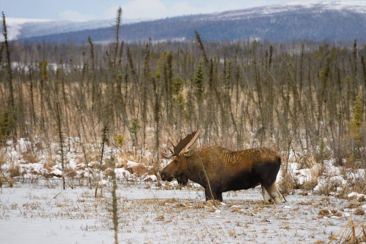 Dalton Highway Arctic Circle and Aurora Tour, Six Guests Maximum (4/12)