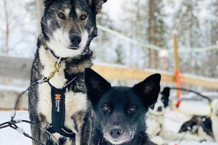 Rovaniemi Day and Night: Husky Ride, Reindeer Sleigh and Aurora BBQ (6/12)