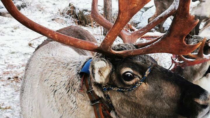 Rovaniemi Day and Night: Husky Ride, Reindeer Sleigh and Aurora BBQ