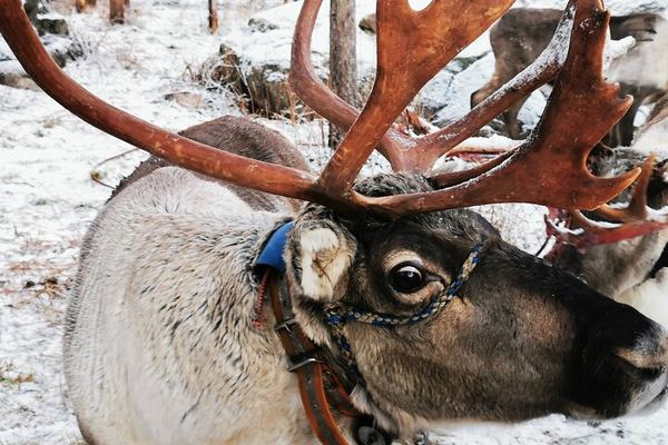 Rovaniemi Day and Night: Husky Ride, Reindeer Sleigh and Aurora BBQ