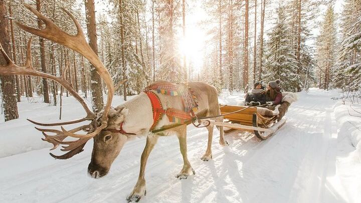 Rovaniemi Day and Night: Husky Ride, Reindeer Sleigh and Aurora BBQ (1/12)