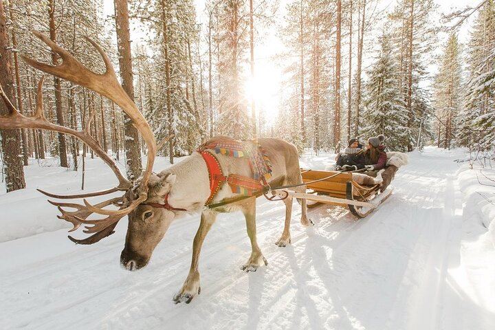 Rovaniemi Day and Night: Husky Ride, Reindeer Sleigh and Aurora BBQ (1/12)