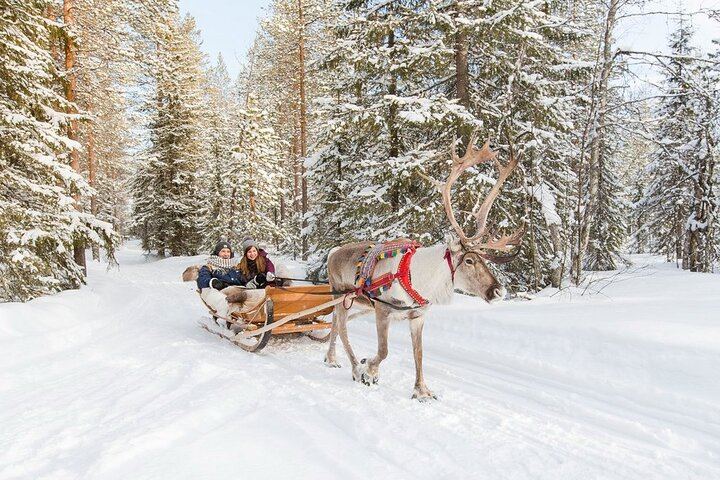 Rovaniemi Day and Night: Husky Ride, Reindeer Sleigh and Aurora BBQ (5/12)