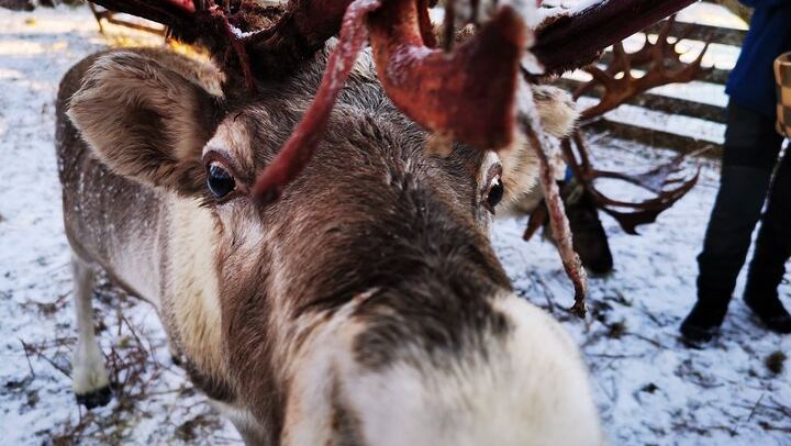 Rovaniemi Day and Night: Husky Ride, Reindeer Sleigh and Aurora BBQ (3/12)