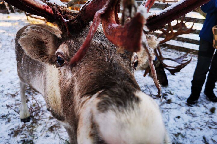 Rovaniemi Day and Night: Husky Ride, Reindeer Sleigh and Aurora BBQ (3/12)
