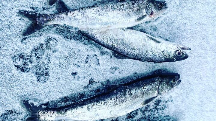 Aurora Ice: Ice Fishing and Salmon Dinner under the Northern Lights (2/12)