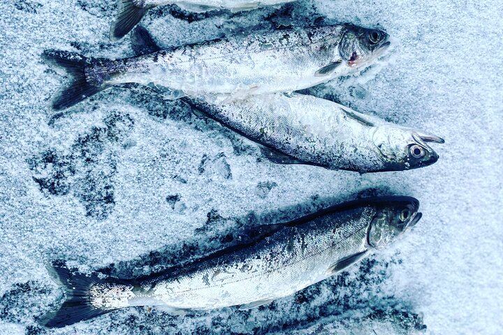 Aurora Ice: Ice Fishing and Salmon Dinner under the Northern Lights (2/12)