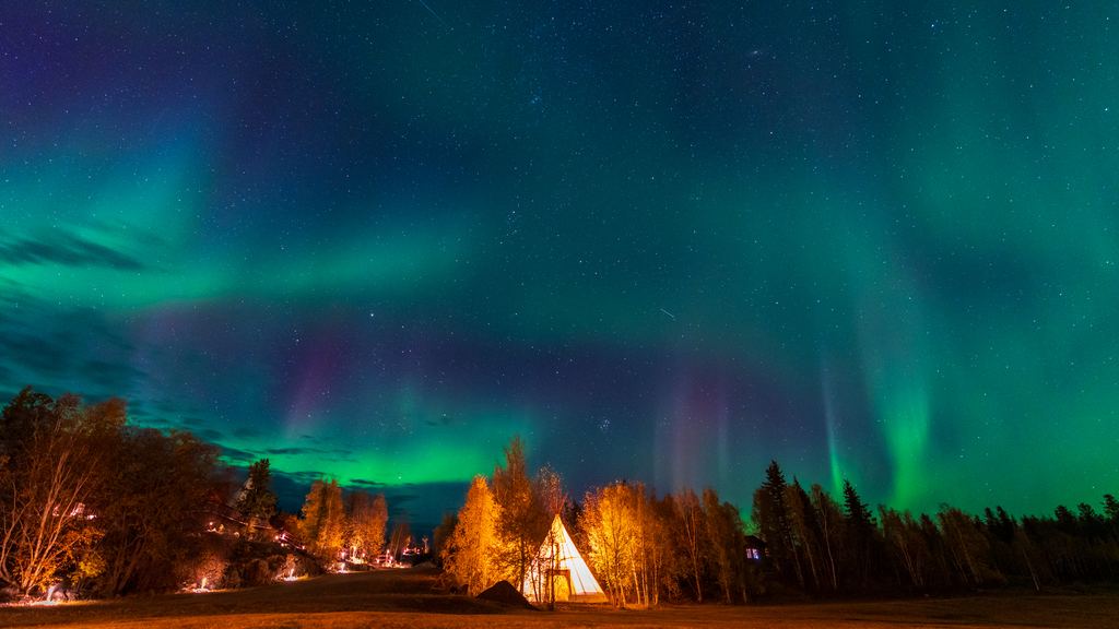 Northern lights above autumn birch trees and a lit canvas tipi on a clearing near Yellowknife