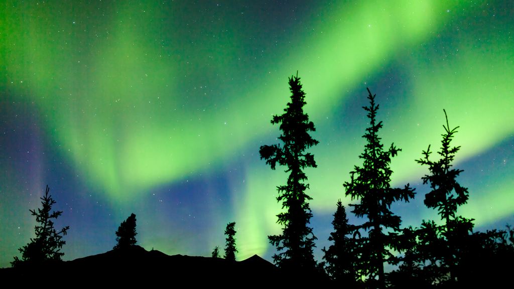 Green aurora above silhouetted black spruce trees and a low ridge in the Yukon taiga