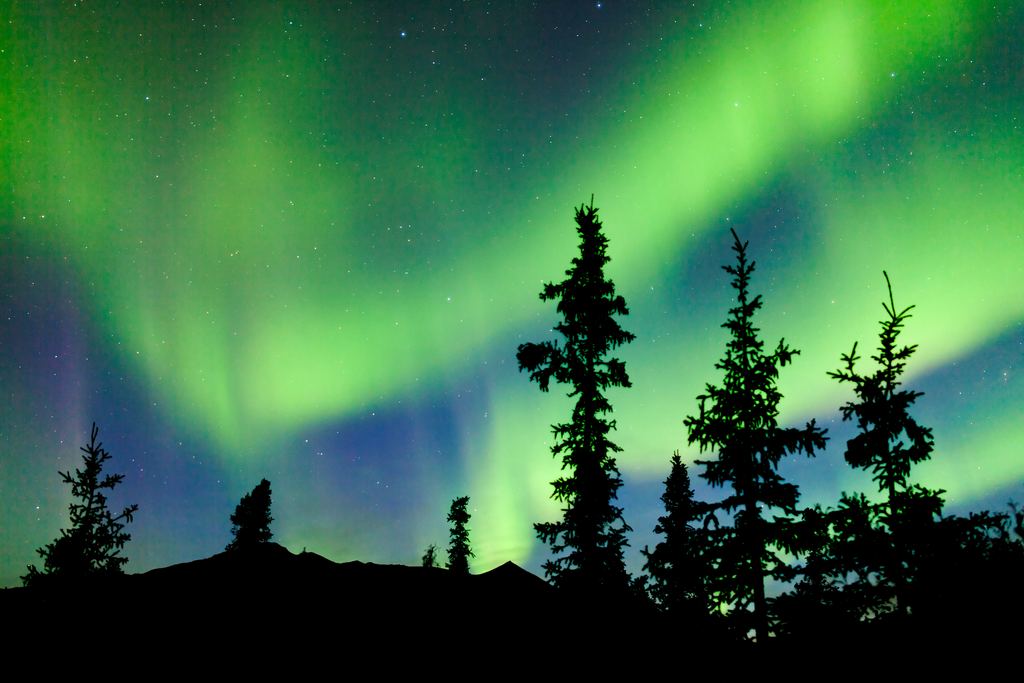 Green aurora above silhouetted black spruce trees and a low ridge in the Yukon taiga