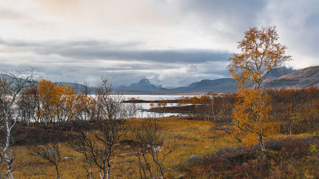 Golden birch and rust coloured tundra beside a lake in Arctic Finland in autumn, with low cloud over the mountains behind and no snow on the ground