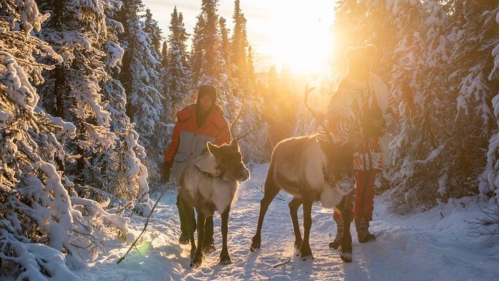Dog Sled and Reindeer Day Trip to Borealis Basecamp (1/12)