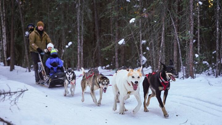Dog Sled and Reindeer Day Trip to Borealis Basecamp (2/12)