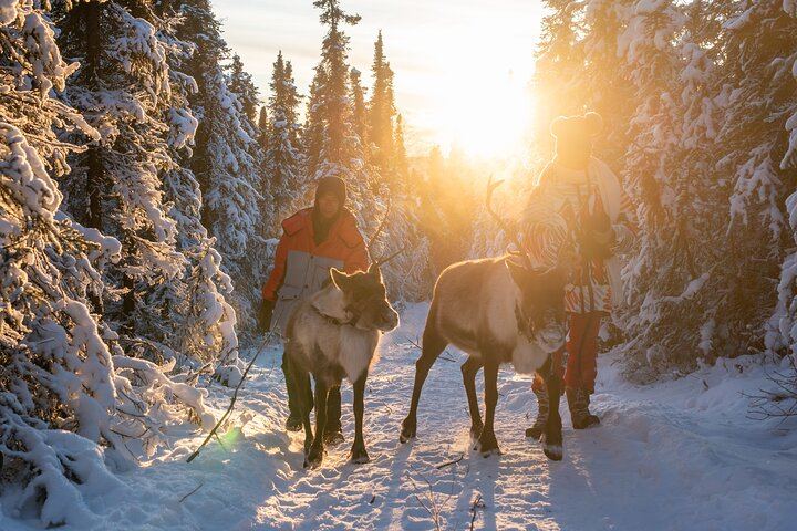 Dog Sled and Reindeer Day Trip to Borealis Basecamp (1/12)