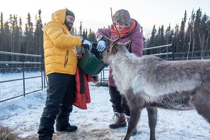 Dog Sled and Reindeer Day Trip to Borealis Basecamp (12/12)