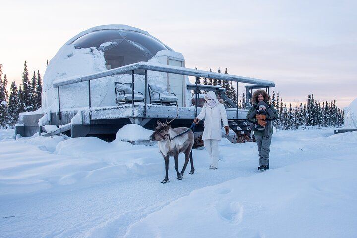 Dog Sled and Reindeer Day Trip to Borealis Basecamp (10/12)