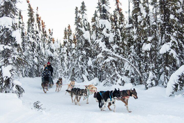 Dog Sled and Reindeer Day Trip to Borealis Basecamp (5/12)