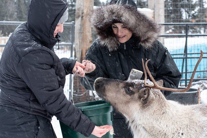 Dog Sled and Reindeer Day Trip to Borealis Basecamp (8/12)