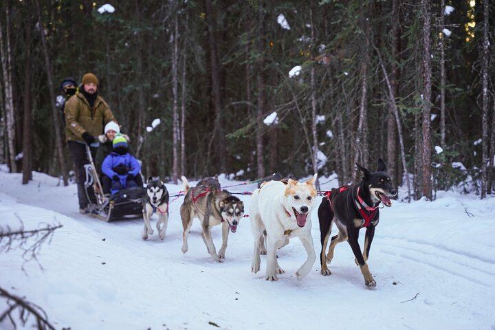 Dog Sled and Reindeer Day Trip to Borealis Basecamp (2/12)