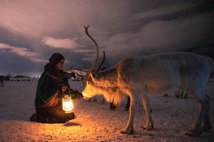 Night Reindeer Sledding with Camp Dinner and a Chance of Aurora (8/12)