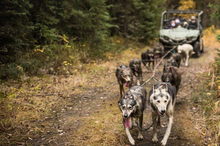 Autumn Aurora and Dog Mushing Cart Ride near Fairbanks (6/9)