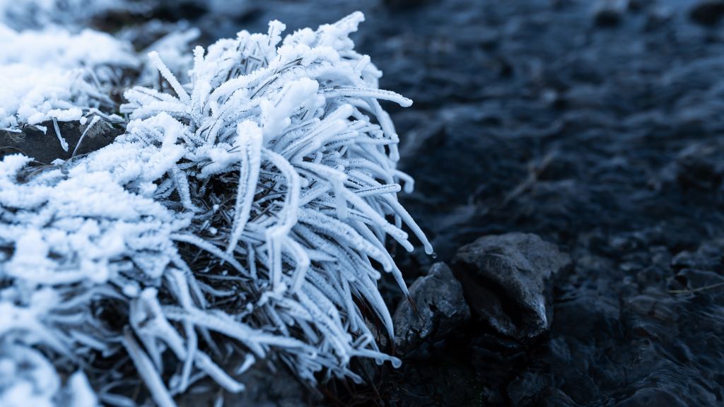 Grass covered in thick hoarfrost along the bank of a stream of warm water in winter
