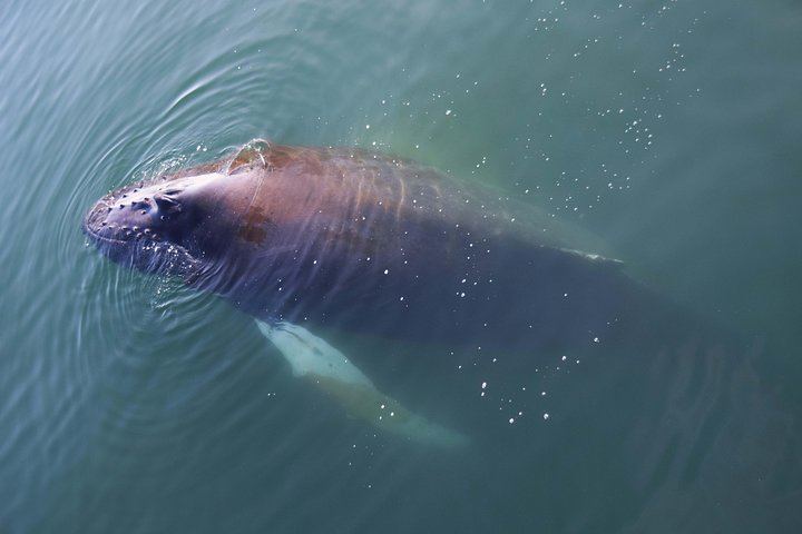 Iceland Super Saver: Northern Lights Cruise plus Whale Watching in Reykjavík (7/12)