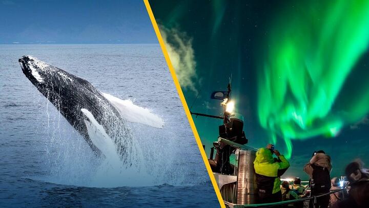 Iceland Super Saver: Northern Lights Cruise plus Whale Watching in Reykjavík