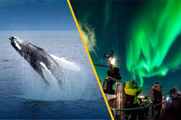 Iceland Super Saver: Northern Lights Cruise plus Whale Watching in Reykjavík